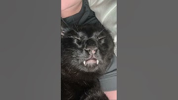 When cats have cat nip#funny#cat #catnip