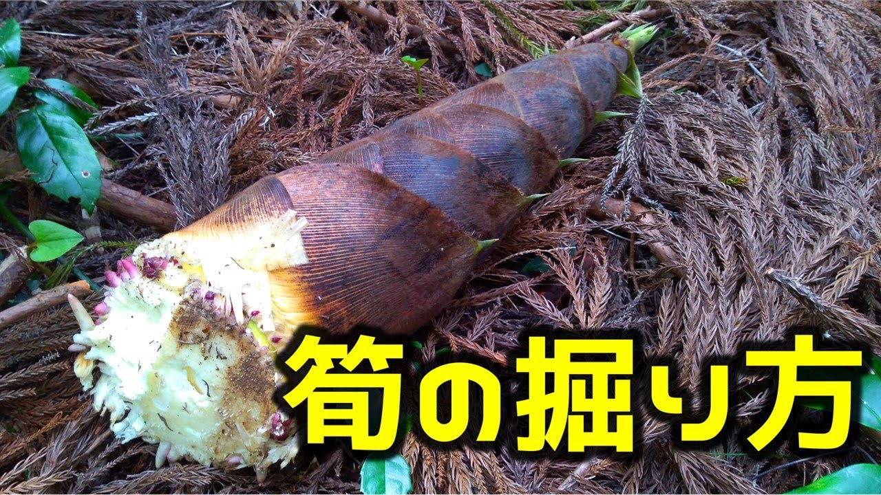 タケノコほり】じいちゃんに教わった筍の掘り方 - YouTube
