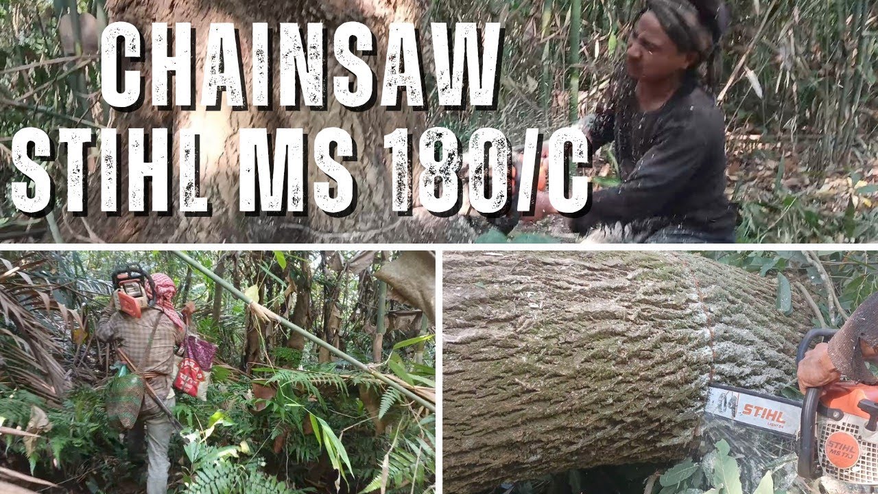 Huge trees felling with chainsaw || STIHL MS 180 C || @yuhwangdiary123 ...