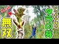 【夢の高木タラの芽無双】見上げるしかなかった5ｍ級の最高峰が目の前に🌱「ドラキチ棒」は山菜取りでも大活躍