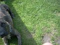 5m-cy Dog kanaryjski - WARUJ (5month Dogo canario- DOWN!)