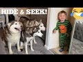 Hilarious Hide & Seek With My Huskies & Baby!! [CUTEST REACTION EVER!!]