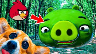 На Нас Напала Огромная Свинья Из Angry Birds!! Злые Птицы В Реальной Жизни!! Корги Кекс