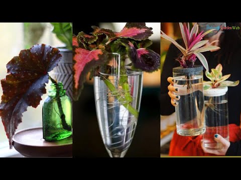 Video: Kleurvolle huisplantblare - Gebruik loofplante vir kleur