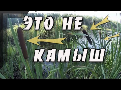 Video: Камыш канттын кандай түрлөрү бар