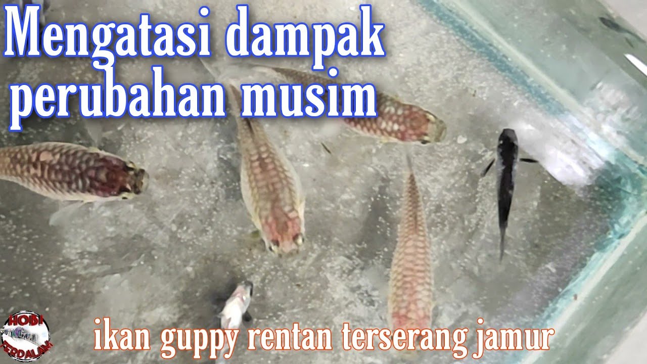 Mengatasi ikan guppy terkena dampak perubahan musim ikan terserang jamur