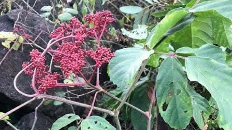 Cây Gối Hạc Vị Thuốc Dành Cho Người Xương Khớp