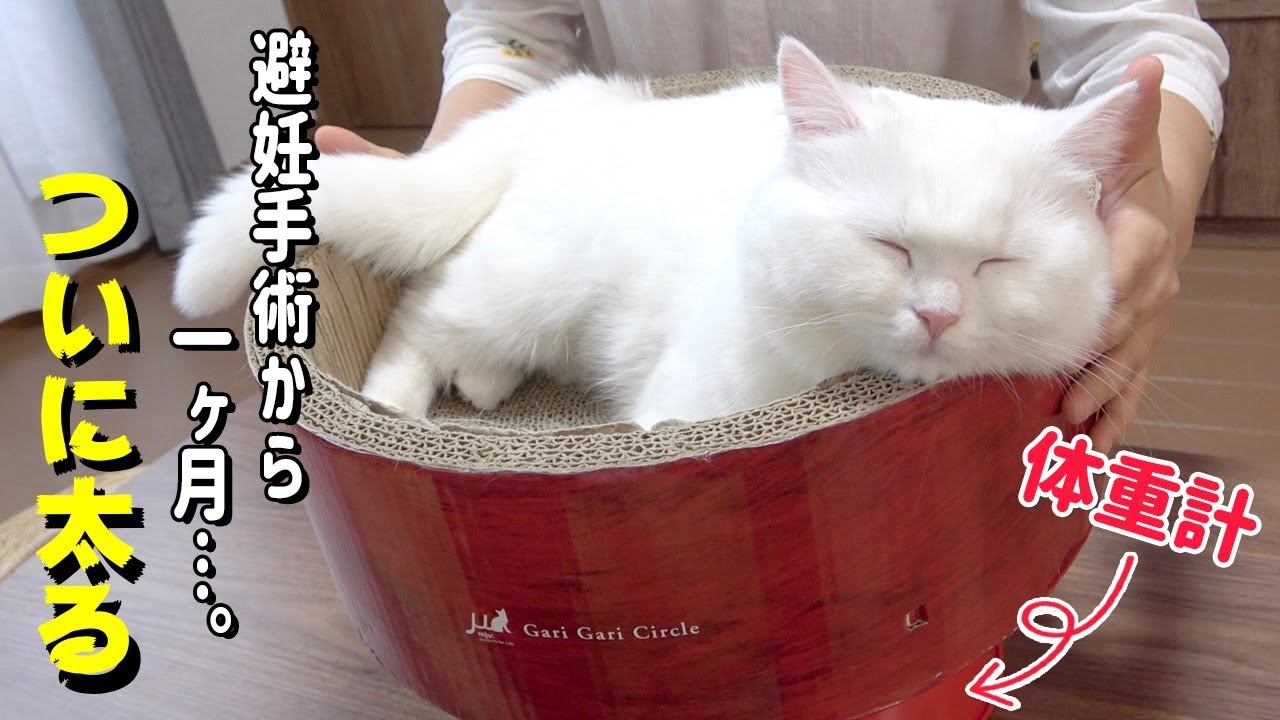 When I weighed my cat, I noticed that she was a little fat! - YouTube