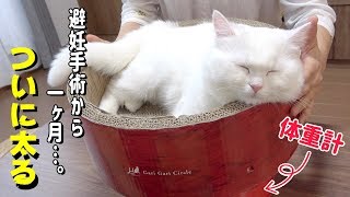 【悲報】にゃんたい測定の結果、おでぶが発覚しました…！