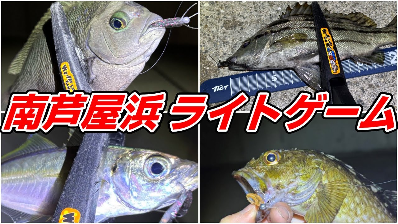 南芦屋浜で秋のライトゲーム！グレ、アジ、ガシラなど多彩な魚種が狙える好シーズン！