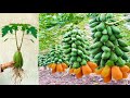 Unique skill How To Graft Papaya trees From Watermelon and Aloe Vera
