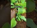 palakura 🥬#harvest #harvesting #organic #organicfarming #plants #minivlog #kitchengardening #palak