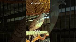 Download Lagu Suara burung merpati zebra untuk relaksasi 125 #burung #suaraburung #lanskapsuaraburung #nyanyianburung #hewan MP3