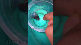 Most Aggressive Betta Fish In The World Ever