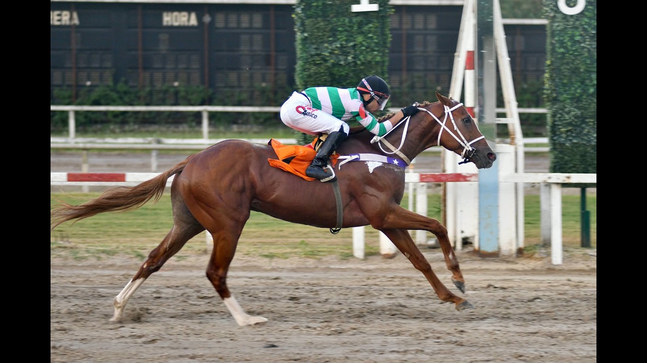 Handicap Equal Stripes 2026 - Decan Dall (Víctor Security)