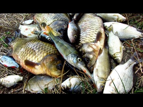 Рыбалка, шашлык, уха в котелке, рыба на гриле