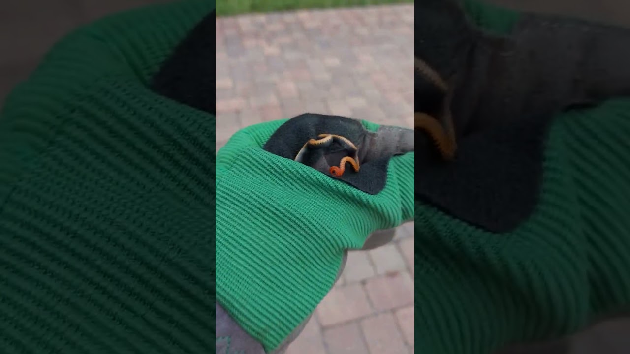 BABY RING NECK SNAKE, in the driveway (NON VENOMOUS)