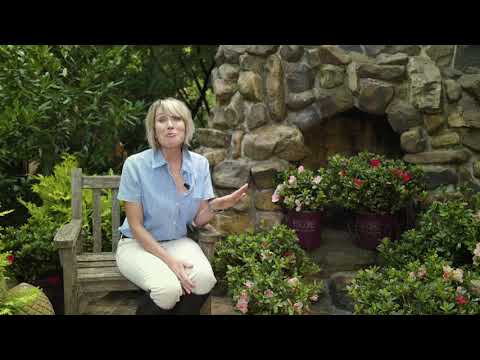 What's the Difference Between Traditional and Reblooming Azaleas?