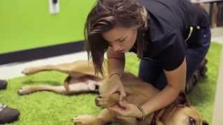 A Typical Canine Chiropractic Adjustment