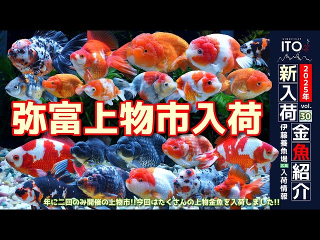 伊藤養魚場入荷情報2025年vol.30(2025年10月21日)】弥富上物市より入荷