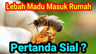 Pertanda Rezeki atau Sial ❓ Mitos Lebah Madu Masuk Rumah