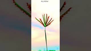 Bunga Rumput Yang tertiup angin #flowers #nature