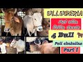 Ox and cow collection with priceulberia me ullu bana kolkatacow2024 mamalogchakallas