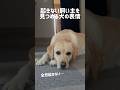 起きない飼い主を見つめる犬の表情★#shorts #labradorretriever #ラブラドールレトリバー #可愛い #癒し #モーニングルーティン #morning #日曜日 #大型犬