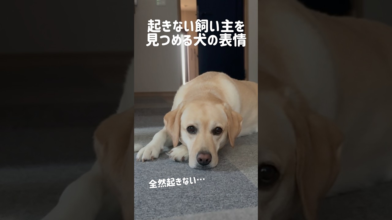 起きない飼い主を見つめる犬の表情★#shorts #labradorretriever #ラブラドールレトリバー #可愛い #癒し #モーニングルーティン #morning #日曜日 #大型犬