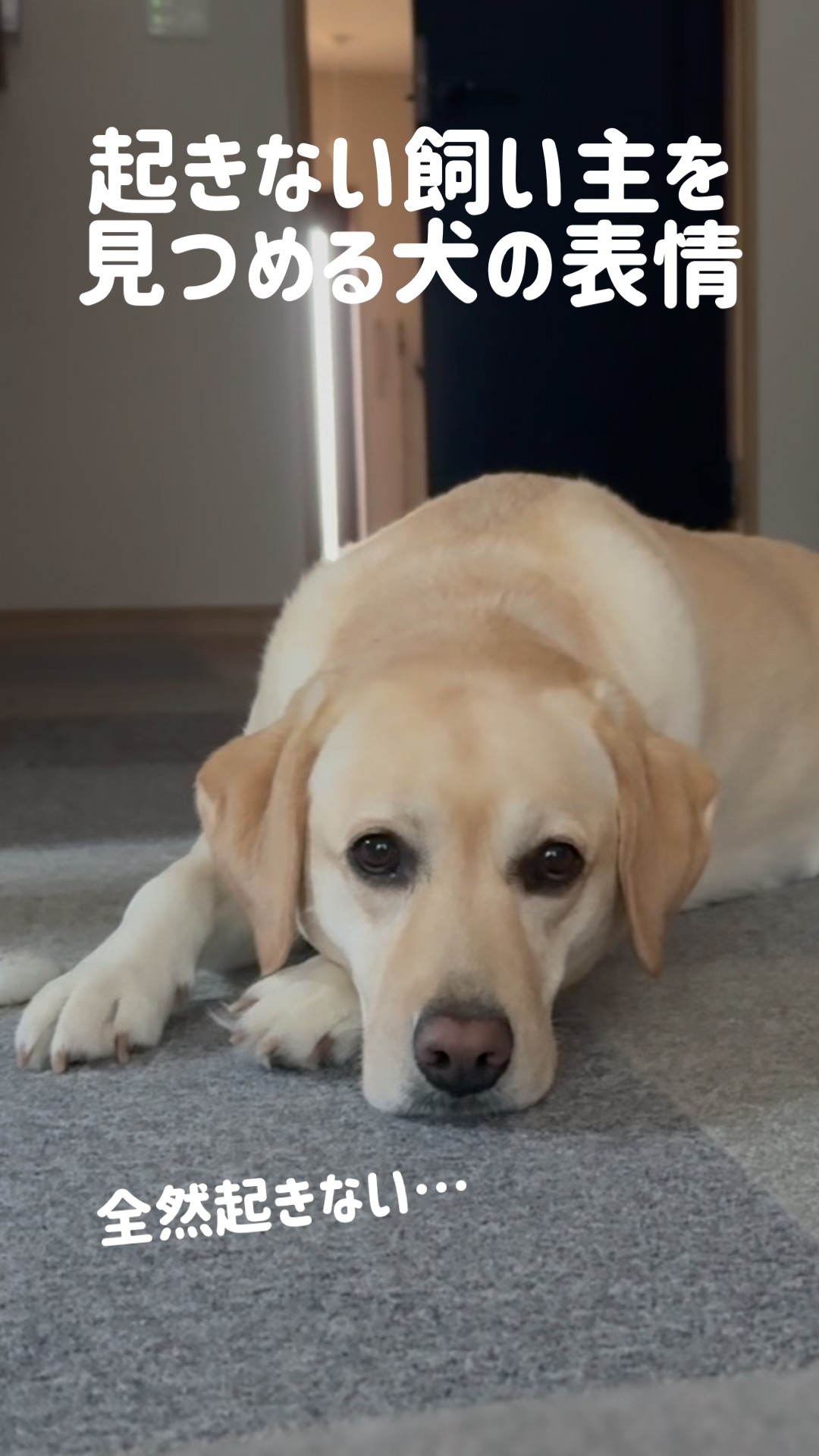 ラブラドールです！！ The dog's expression as it stares at its owner who won't get up