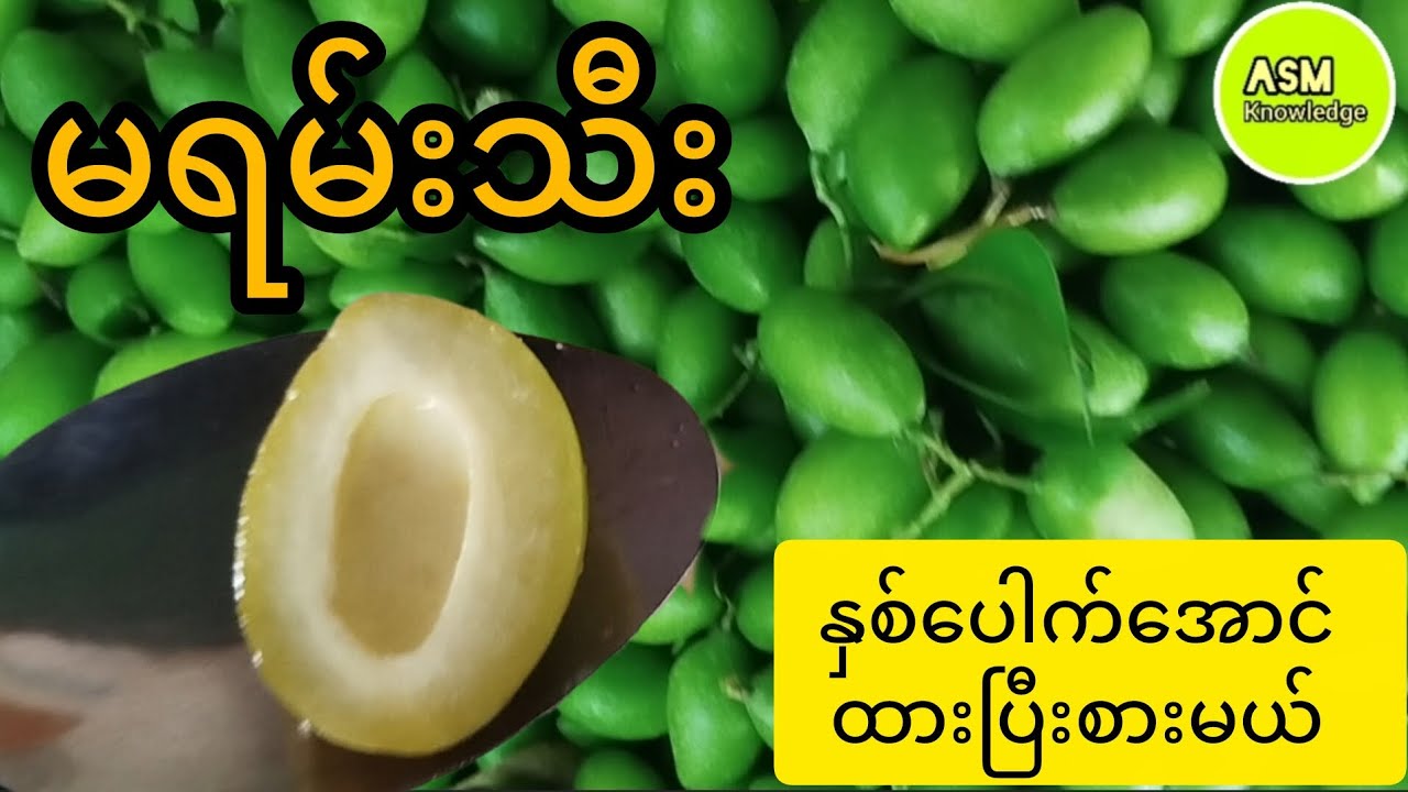 မရမ်းသီး နှစ်ပေါက်အောင် ထားနည်း #asmknowledge