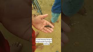 FAKTA FAKTA UNIK LINTAH | BISA UNTUK MENGOBATI  SAKIT KEPALA #trending #shortvideo #short #shorts