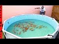 BUILDING 1,000 FISH CITY **Exotic Koi Fish in NEW Pool POND**