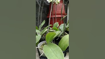 BUNGA ANGGREK   II  Tanaman anggrek  tumbuh subur dan berbunga. Part 26