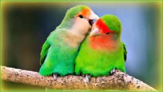 Suara Burung Lovebird Ngekek Panjang Durasi 1 jam
