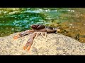 Fishing Crawfish For Ferocious Creek Predators!!!