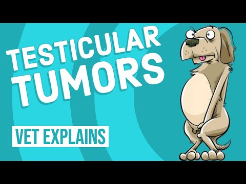 Video: Co je syndrom Ventral Comedo u psů?