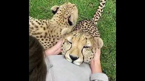 Cheetah Meow #cheetahmeow #shorts