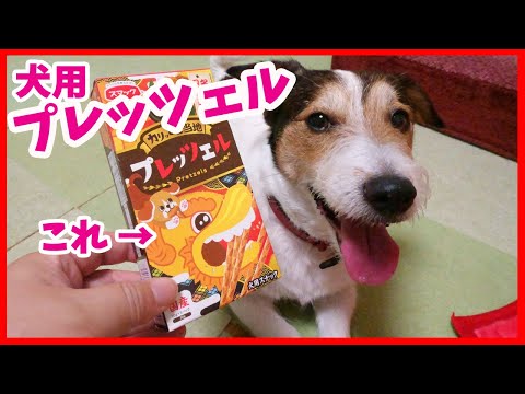 一緒に遊んで犬用プレッツェルを食べたジャックラッセルテリア