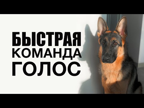 Как научить любую собаку команде Голос - дрессировка | Немецкая овчарка Берлин | Учим команде