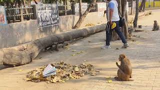 bandar sewa#bageshwardhamsarkar #nitinmridul #mehdipurbalaji #jayakishori