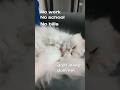 My Lazy Cat 😅 #cat #viral #funny #catlovers #trending #catvideos #shortsviral #like #ai #catshorts