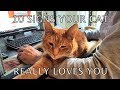 Alvi cat : 10 unmistakable signs your cat really loves you