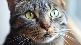 Meet Newt, The Handsome Cat With Feline Hyperesthesia Syndrome