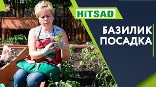 Как Посадить Базилик 🌱Секреты Правильного Выращивания 🌱 Советы От Хитсад ТВ