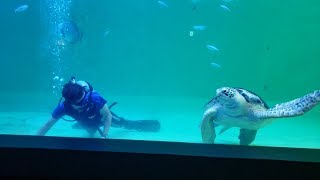 遊びたいウミガメ VS 掃除したいダイバー@鳥羽水族館