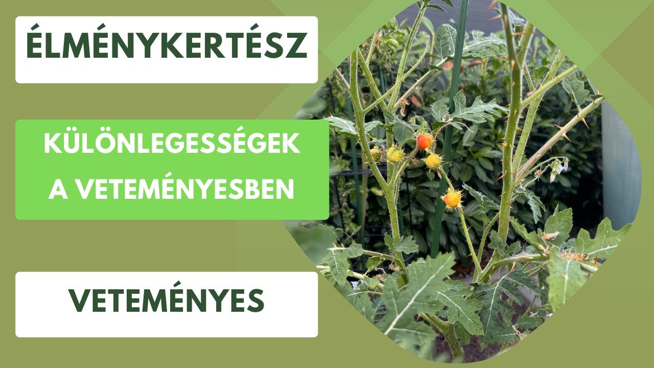 Különlegességekre vágysz a veteményesben? - Pár tipp mivel érdemes próbálkozni! 🍠🫒🫚
