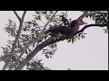 Helmeted Hornbill (Rhinoplax vigil) with natural sound