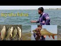 fish catching |
Big rohu fish | Fish video |
fishing |
Best fishing video