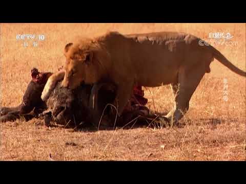 《自然传奇》 20180608 非洲大猫   CCTV科教
